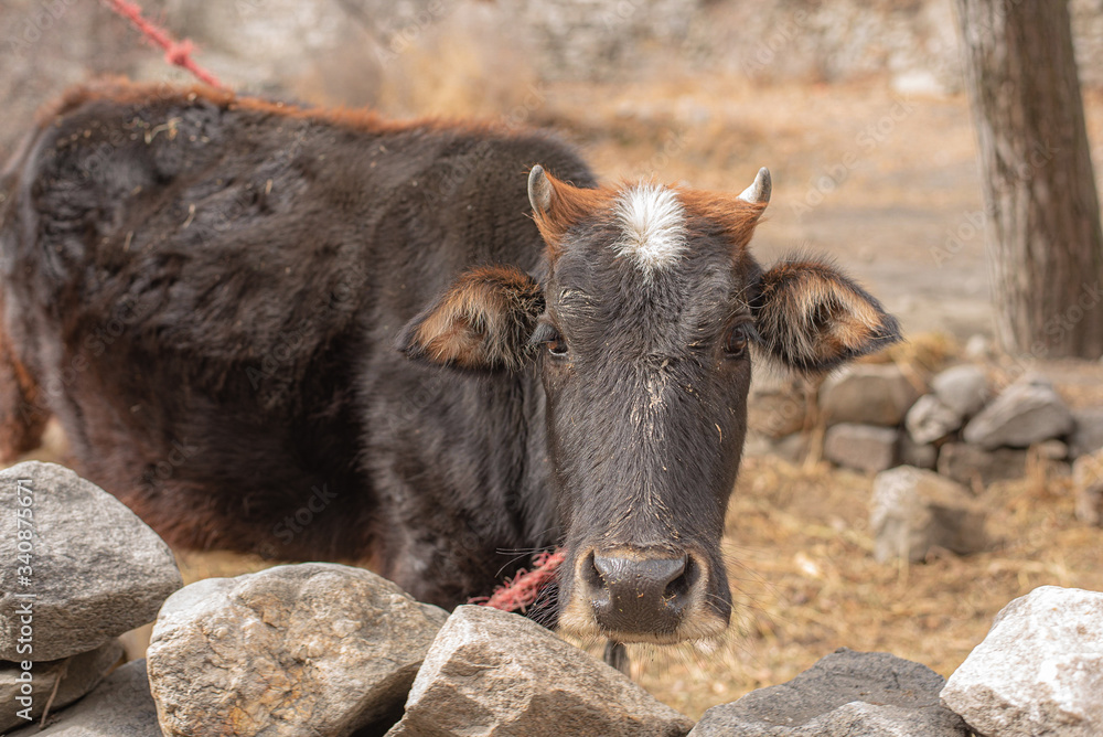 Fototapeta premium Yak in Hunza Valley Pakistan