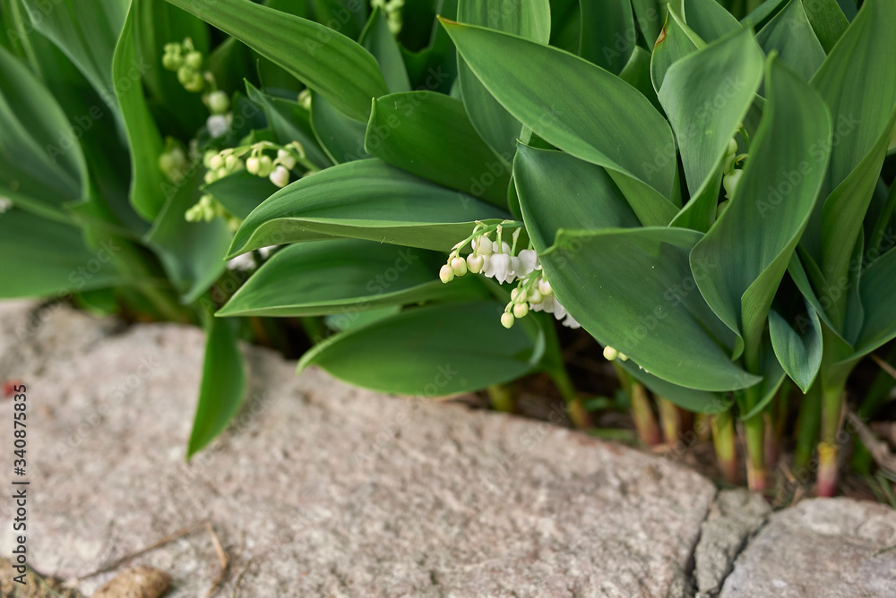 Obraz premium Convallaria majalis
