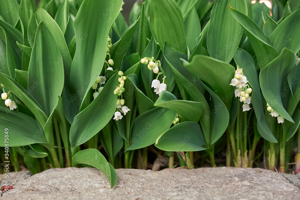Obraz premium Convallaria majalis