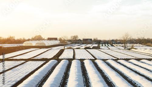 Farmer plantation fields covered with spunbond agrofibre. for Achievement of earlier and high harvest by applying new technological methods and solutions in agriculture. Greenhouse effect. photo