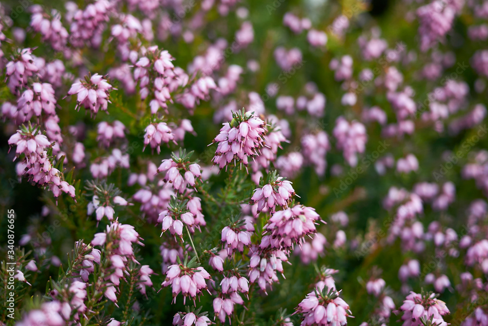 Erica carnea