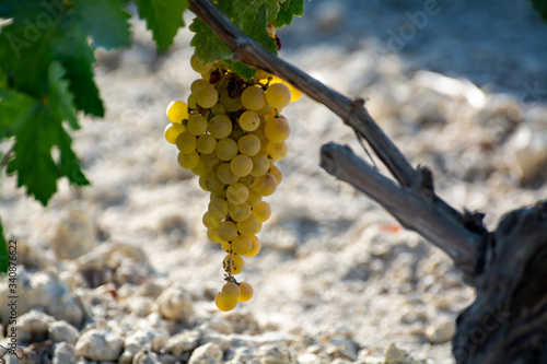 Fotografija Ripe white grape growing on special soil in Andalusia, Spain, sweet pedro ximene