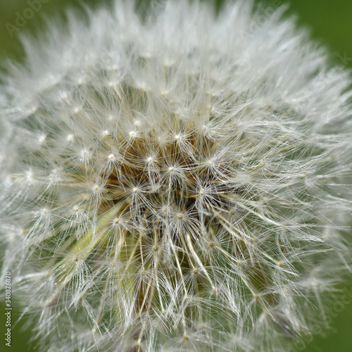 Dandelion seeds background. Little fluffy white Dandelion in the meadow