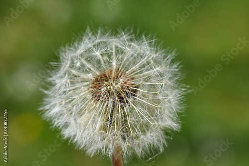 Dandelion seeds background. Little fluffy white Dandelion in the meadow