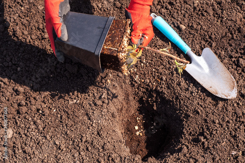 planting a young raspberry plant in the ground and the careful hands of a woman in garden gloves carefully dropping a sprout. close-up.