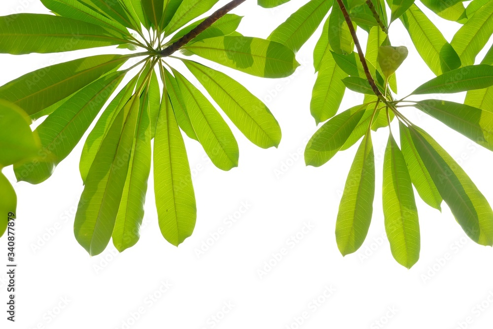Devil tree leaves with branches and day light on white isolated ...