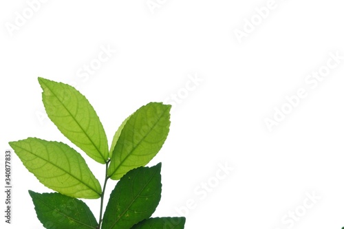 Tropical plant leaves with branches on white isolated background for green foliage backdrop and copy space 