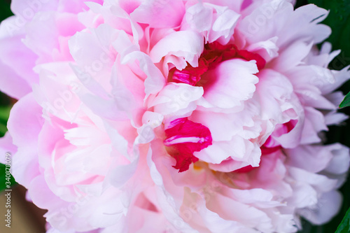 Pink peony with drops of water. Close-up. Floral background. Beautiful pink flower.