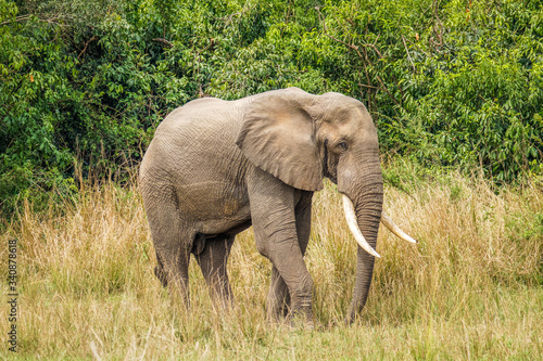 A big male elephant ( Loxodonta Africana) walking towards the riverbank of the Nile, Murchison Falls National Park, Uganda.