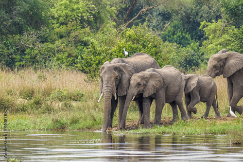 A herd of elephants ( Loxodonta Africana) drinking at the riverbank of the Nile, Murchison Falls National Park, Uganda.