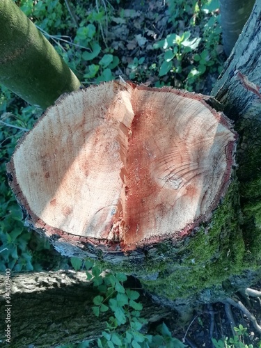 Baumstumpf