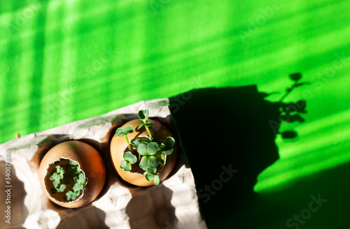 Growing microgreens arugula at home in egg shell in a paper egg packing on bright green background with strong shadows. Beige egg box with superfood in sunlight. Creative horizontal eco concept. Zero  photo