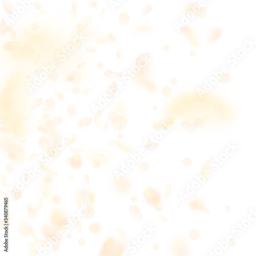 Yellow orange flower petals falling down. Cute rom
