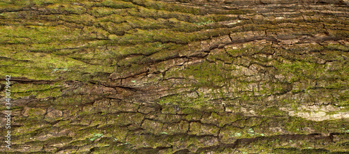 Embossed texture of the bark of oak. Panoramic photo of the oak texture with moss.