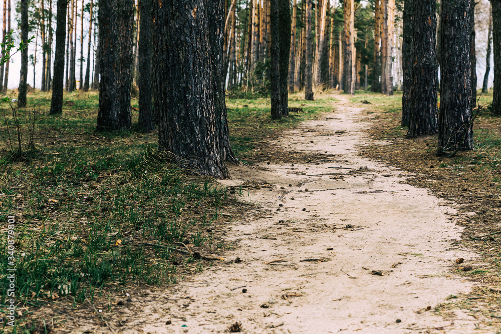 Forest path for walking in the fresh air Forest path for walking in the fresh air