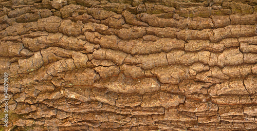 Embossed texture of the bark of oak. Panoramic photo of the oak texture with moss.