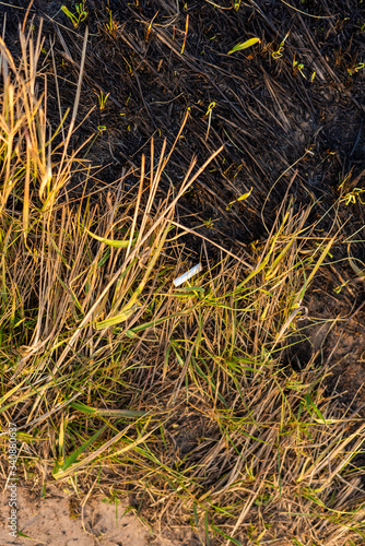 cigarette on the background of burnt grass, one of the causes of fires