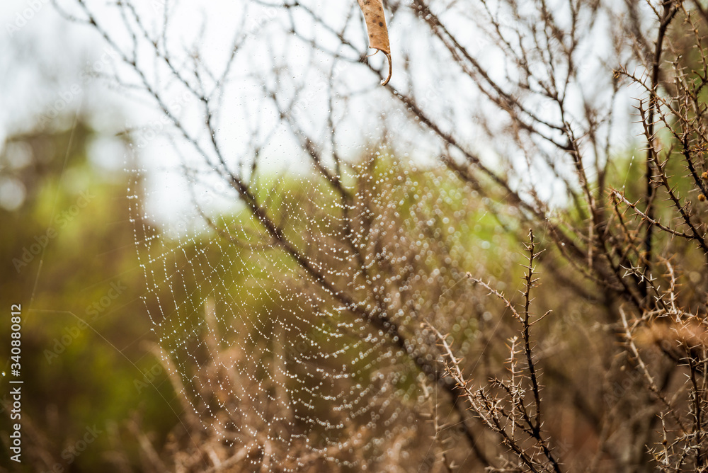 morning dew on spider web morning dew on spider web