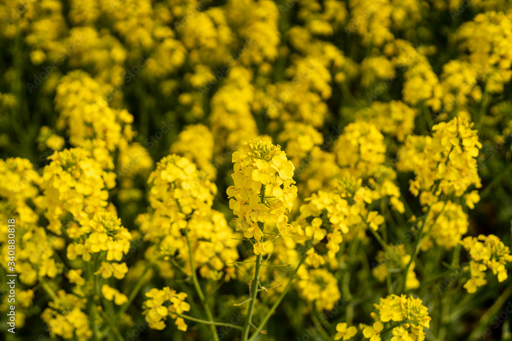 beautiful yellow rapeseed organic field in spring agriculture flowers close macro beautiful yellow rapeseed organic field in spring agriculture flowers close macro