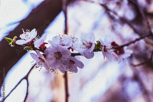 Sakura. Cherry Blossom. Spring Flowers.