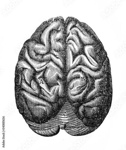 The illustration of brain in the old book the Antiquity of man, by C. Lyell, 1864, St. Petersburg