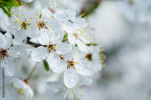 Flowers of the cherry blossoms on a spring day