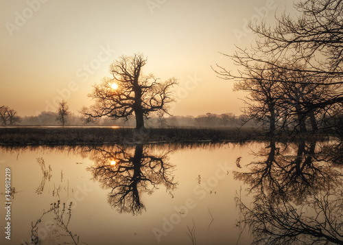 Sylwetki drzew podczas zachodu słońca, odbicie w wodzie © Krzysztof