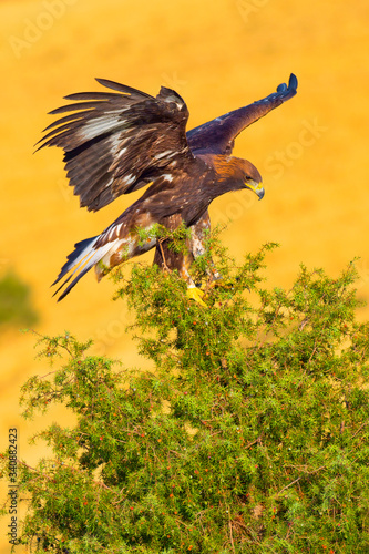 Golden Eagle, Aquila chrysaetos, Águila Real, Forest Pond, Castilla y León, Spain, Europe