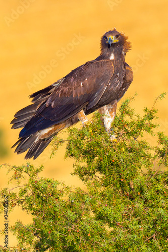Golden Eagle, Aquila chrysaetos, Águila Real, Forest Pond, Castilla y León, Spain, Europe