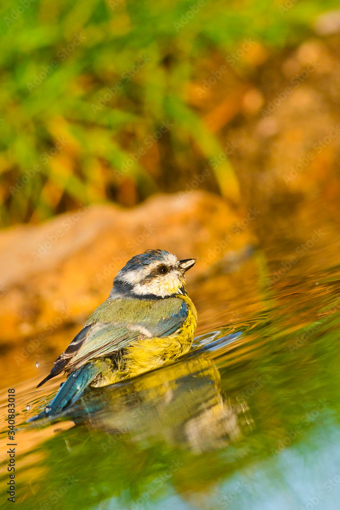Obraz premium Blue Tit, Parus caeruleus, Herrerillo Común, Forest Pond, Castilla y León, Spain, Europe