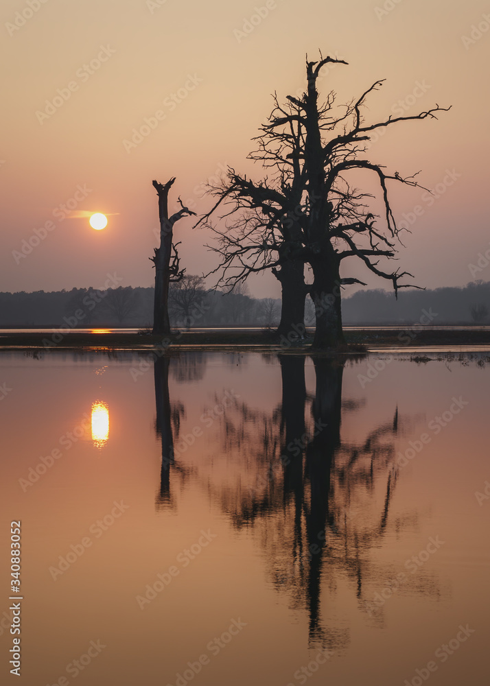 Sylwetki drzew podczas zachodu słońca, odbicie w wodzie.