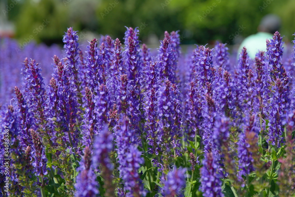 Naklejka premium Lawendowa wiosna