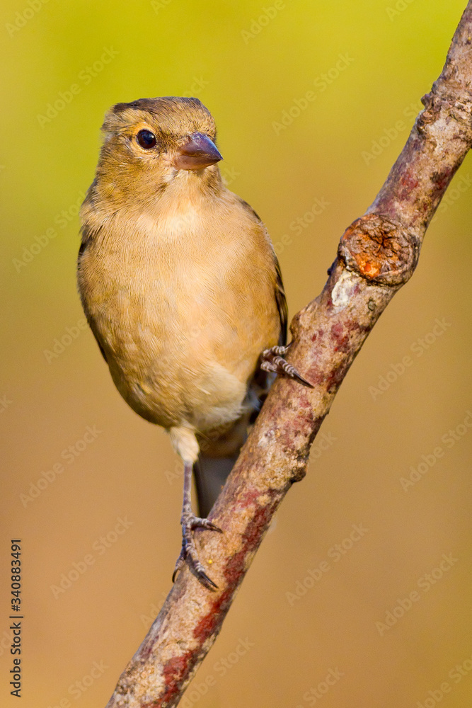 Chaffinch, Fringilla coelebs, Pinzón Vulgar, Castilla y León, Spain, Europe Chaffinch, Fringilla coelebs, Pinzón Vulgar, Castilla y León, Spain, Europe