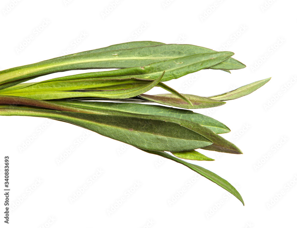 young sprouts of a new belgian aster. green leaves on a white background young sprouts of a new belgian aster. green leaves on a white background
