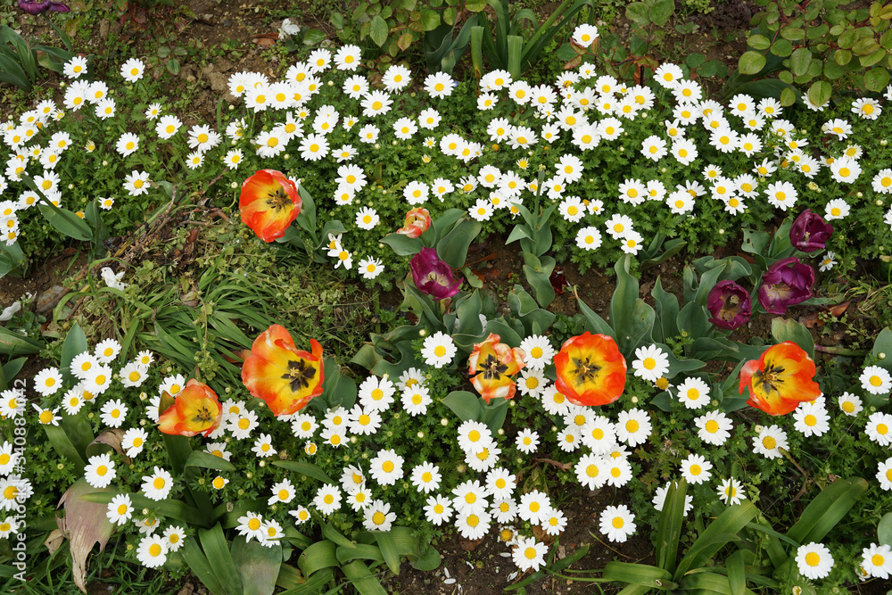 Φωτογραφία Blossom orange tulips with  green leaves surrounding with small white flowers