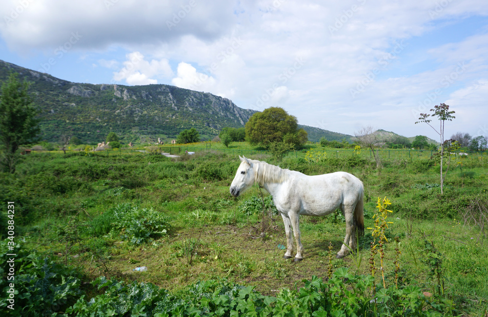 white horse standing on the ground outdoor