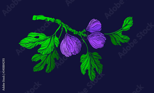 Fig tree. Vector green branch, fresh fruit. Botany