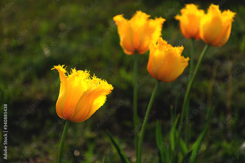 Yellow tulips in selective focus, spring flowers in soft evening light. Beautiful first spring flower on a natural blurred background Yellow tulips in selective focus, spring flowers in soft evening light. Beautiful first spring flower on a natural blurred background