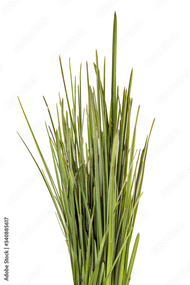 bunch of green leaves of grass. isolated on white background bunch of green leaves of grass. isolated on white background