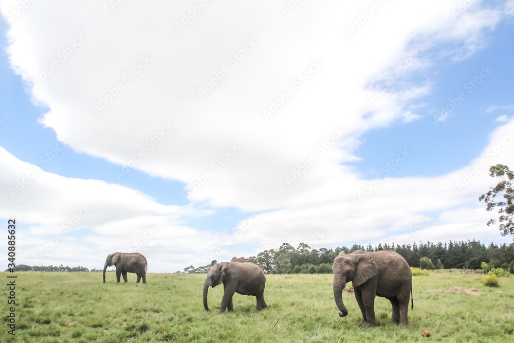 Obraz premium African Elephants in the Wild