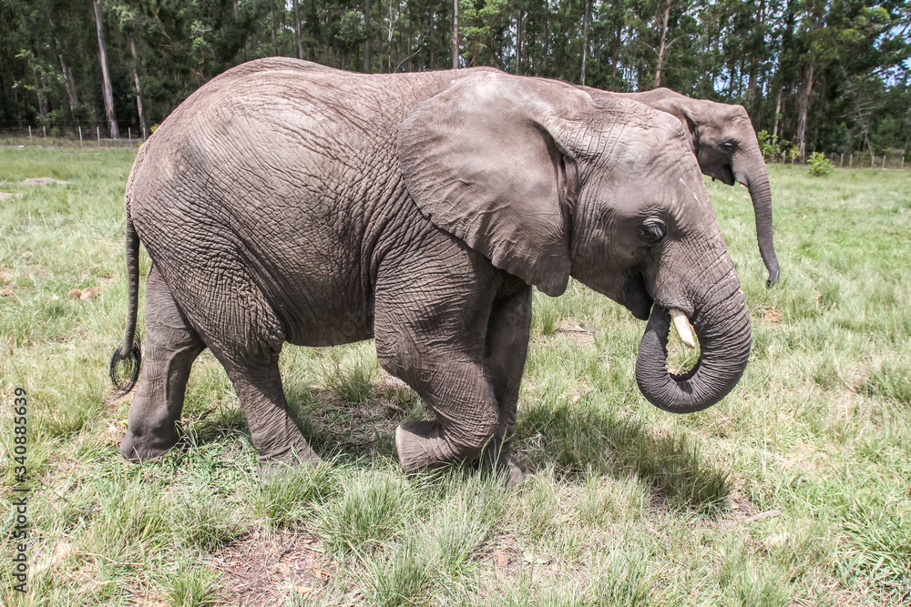 Obraz premium African Elephants in the Wild