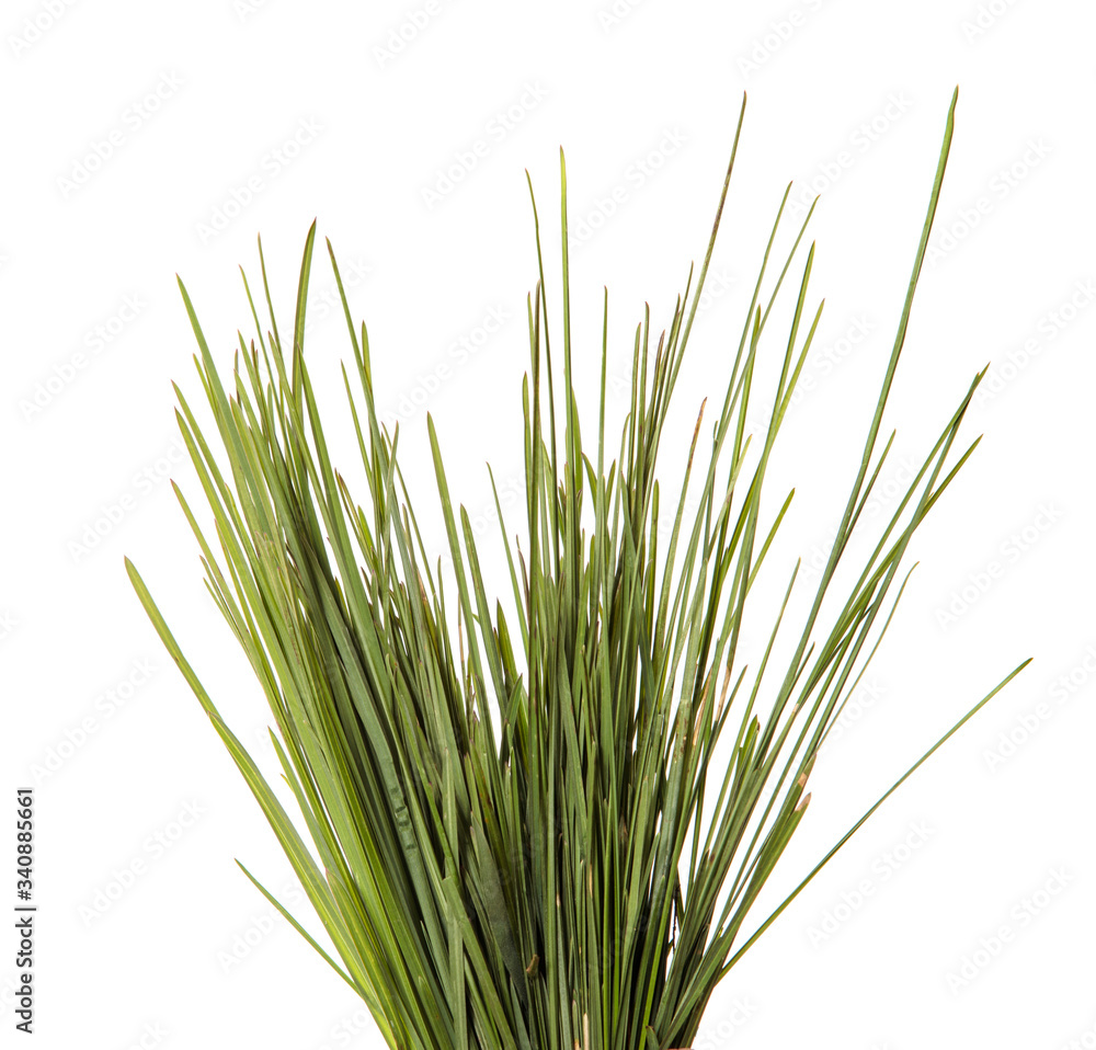 bunch of green leaves of grass. isolated on white background bunch of green leaves of grass. isolated on white background