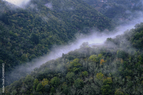 Strip of Fog in the Lower Zone of a Deciduous Forest