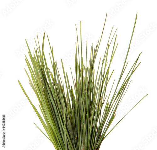 bunch of green leaves of grass. isolated on white background