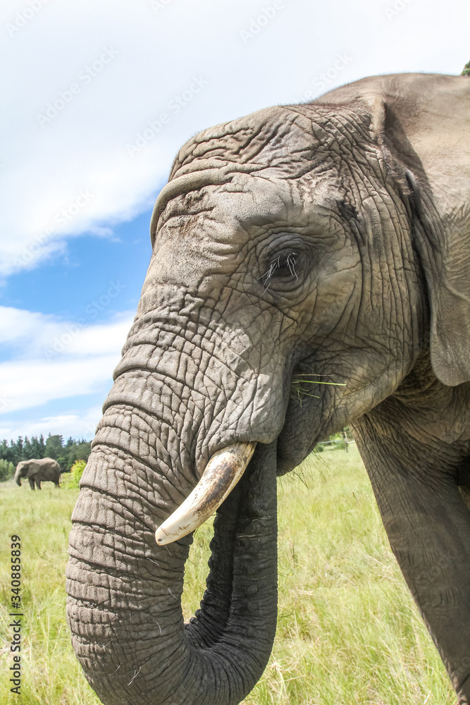 Fototapeta premium African Elephants in the Wild
