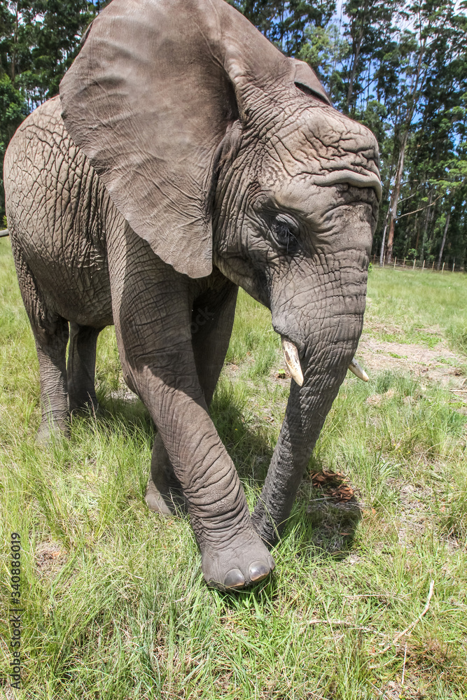 African Elephants in the Wild African Elephants in the Wild