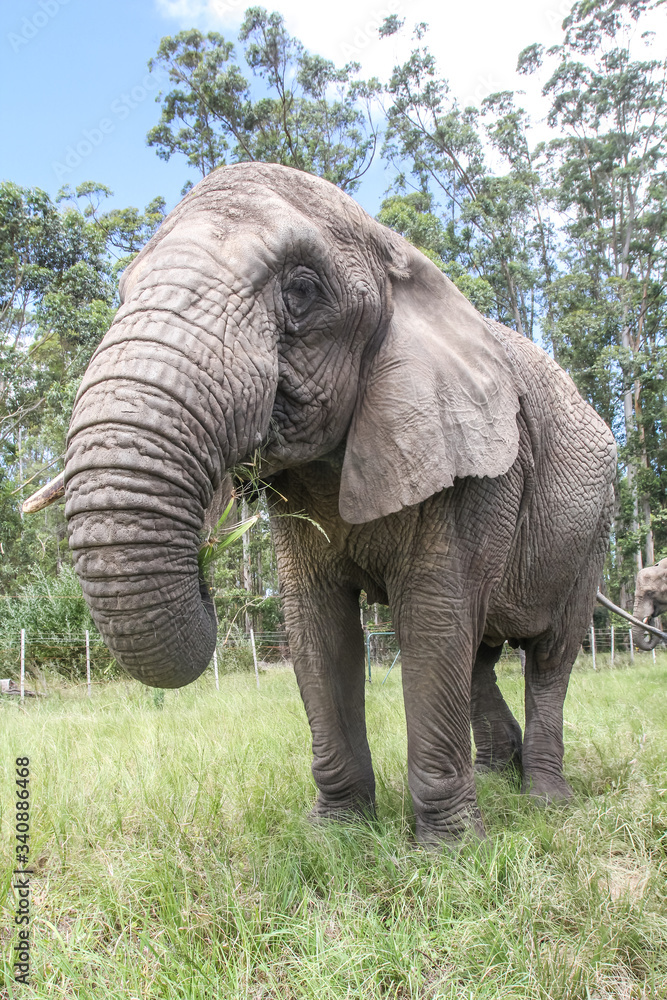 Fototapeta premium African Elephants in the Wild