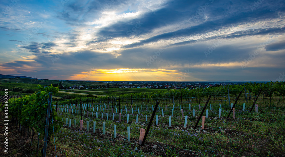 green vineyards landscape at sunset time 