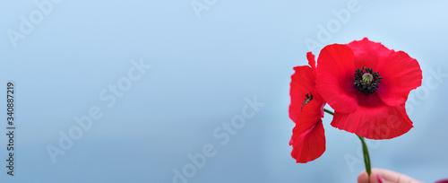 Australia National Day. Child hand holding red poppy flowers. Remembrance Day. Veterans Day. ANZAC Day. Lest we forget concept.