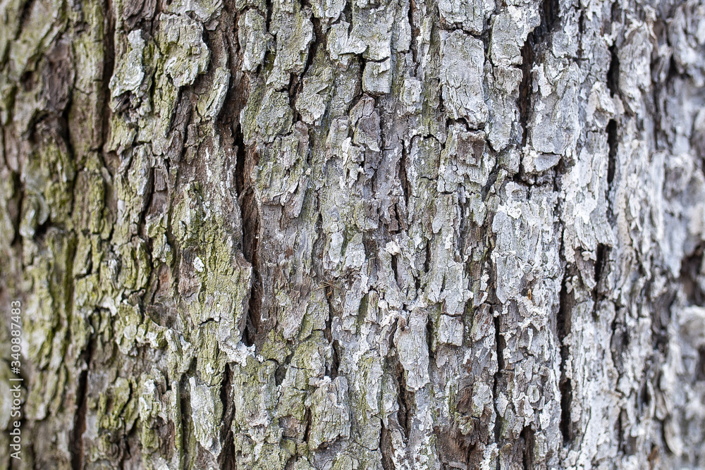 texture of tree bark, wet and dry texture of tree bark, wet and dry